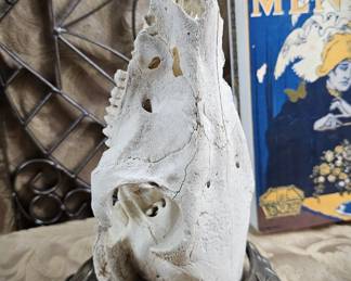 Taxidermy 9" Coyote Skull Upper Teeth Vulture Culture Decor