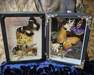 Real Butterflies Gothic Dark Academia Decor Curiosity Cabinet Oddities
