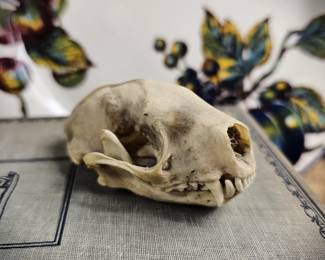 Skunk Skull Complete Lower Jaw Teeth Vulture Culture Décor