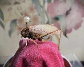 Mysterious Insect 1969 Pinned Jar Dark Academia Decor Curiosity Cabinet Oddities