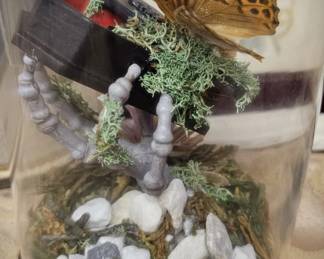 8" Real Butterfly Coffin Glass Dome Cloche Gothic Vulture Culture Memento Mori