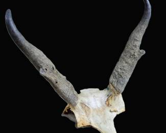 Antelope Skull Plate Horns Raw Taxidermy Vulture Culture Decor