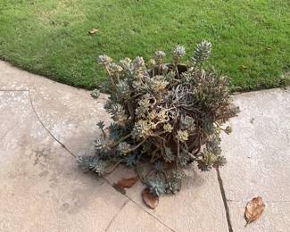 Plants