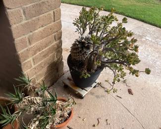 Plants