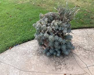 Plants