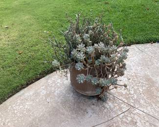 Plants