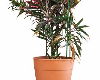 Tall leafy houseplant in a terracotta-colored pot with matching saucer.