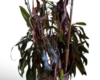 Dracaena Houseplant W Etched Clay Pot, Stand And Water Catcher HEAVY BIG 5x3ft