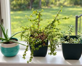 Several live plants in beautiful planters freshly repotted