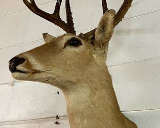 White Tail Deer Mount