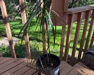 Plant