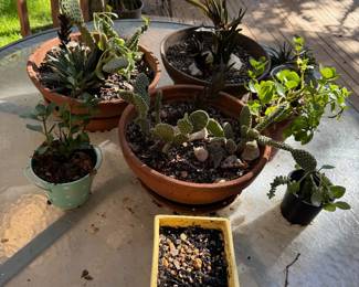 Pots and Plants