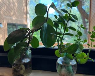 Plants