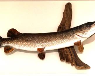 Northern pike fish mount on rustic driftwood