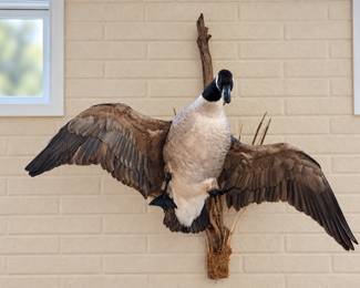 Canada goose taxidermy wall mount