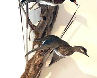 Pair of male and female wood duck taxidermy