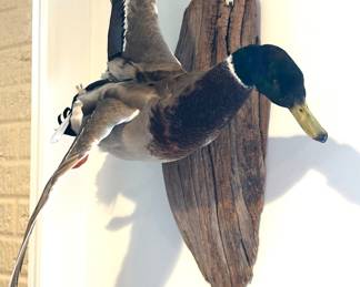 Male mallard duck taxidermy mount