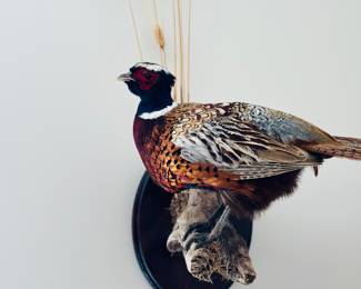 Male ring-necked pheasant taxidermy wall mount perched on rustic wood