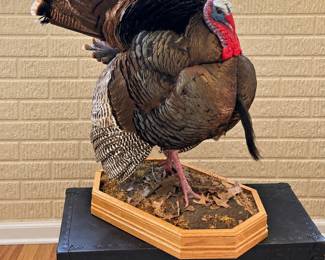 Full-body wild turkey taxidermy mount
