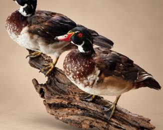 Pair of male wood duck taxidermy mounts