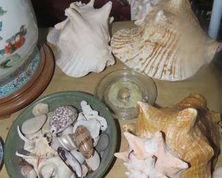 Collection of sea shells.
