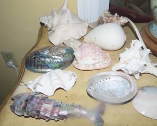 Collection of sea shells.