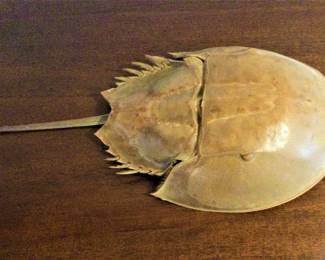 Horseshoe Crab Shell