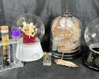 Halloween Decor Of Snakeskins, Insects, Animal Skulls And More