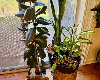 INDOOR PLANTS 