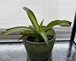 Live Plant