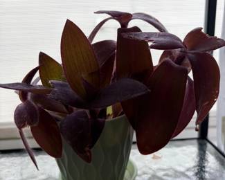 Live Plant