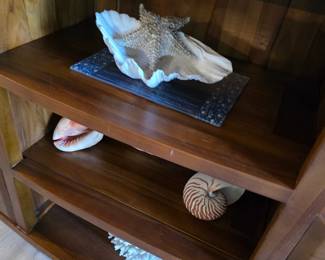 Seashell collection with large clam, pink conch, nautilus and coral