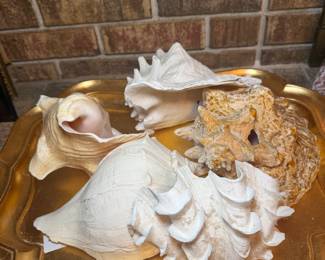 Fabulous assortment of large size shells