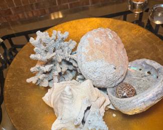 Various collection of large shells and coral 