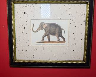 The Female Asiatic Elephant framed artwork
