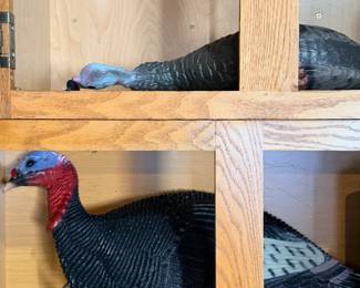 Turkey decoys