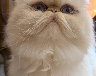 Cat Not For Sale