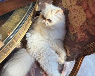 Cat Not For Sale