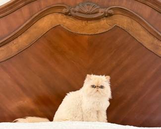 Cat Not For Sale