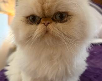 Cat Not For Sale