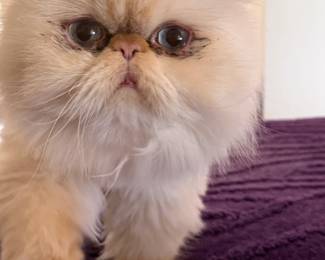 Cat Not For Sale