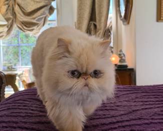 Cat Not For Sale