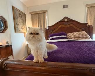 Cat Not For Sale
