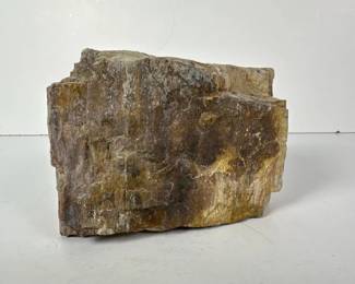 245 petrifiedwoodspecimen