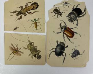 185 antiqueinsectengravingprints
