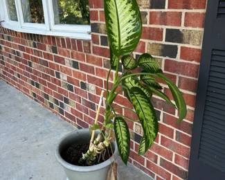 Live Dieffenbachia Indoor Plant in Decorative Pot 4  52 Total Height