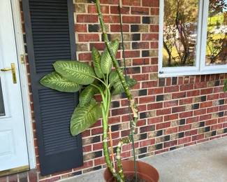Live Dieffenbachia Indoor Plant in Decorative Pot 3  79 Total Height