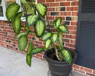 Live Dieffenbachia Indoor Plant Decorative Pot 5  65 Total Height