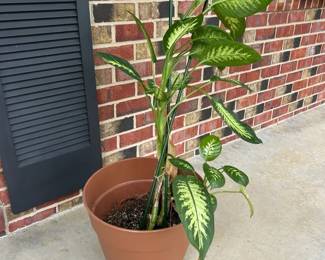 Live Dieffenbachia Indoor Plant in Decorative Pot 2  68 Total Height