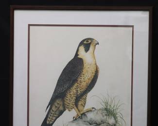 Large Framed Watercolor Print Featuring Peregrine Falcon Signed By Artist Frank Massa
